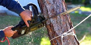 Best Root Management and Removal  in Somers Point, NJ