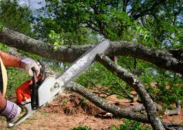Best Firewood Processing and Delivery  in Somers Point, NJ