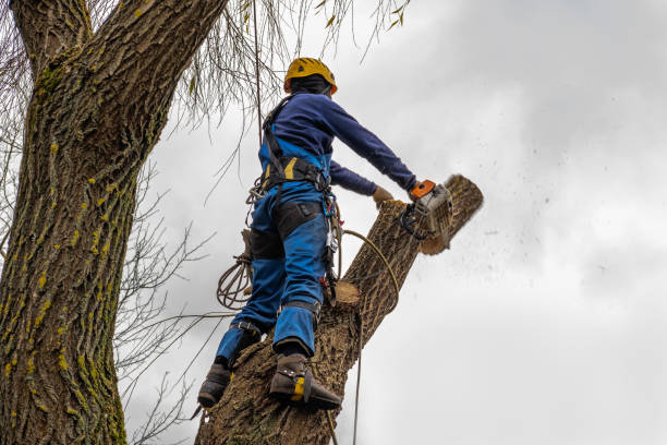 Best Stump Grinding and Removal  in Somers Point, NJ