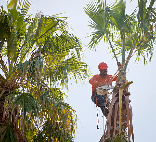 Best Tree Removal  in Somers Point, NJ
