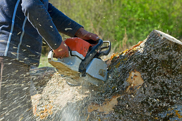 Best Tree Mulching  in Somers Point, NJ