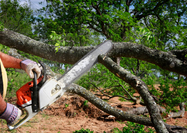 Best Lawn Maintenance Plans  in Somers Point, NJ