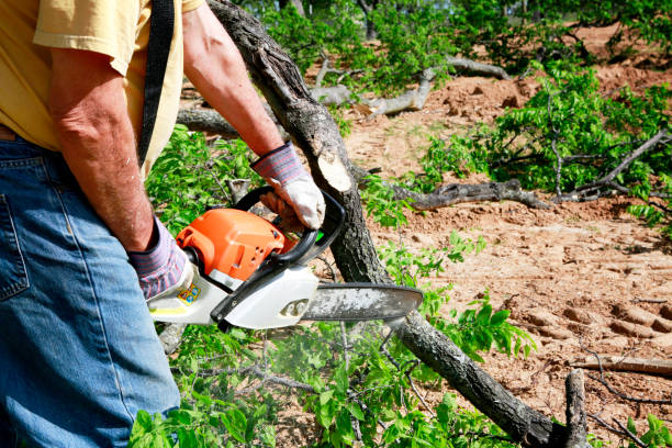 How Our Tree Care Process Works  in  Somers Point, NJ